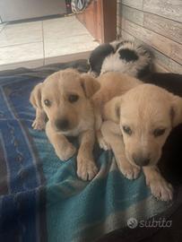 Do via 2 piccoli cuccioli