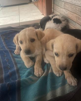 Do via 2 piccoli cuccioli