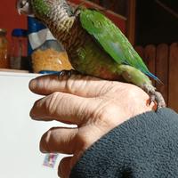 Conuro guance verdi