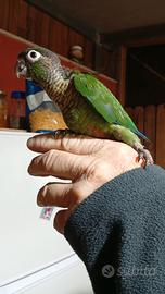 Conuro guance verdi