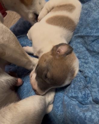 Cucciolo Jack Russell