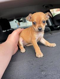 Cuccioli di pincher chihuahua