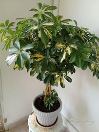 Piante tropicali 