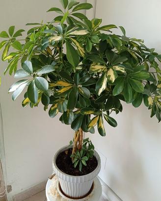 Piante tropicali 
