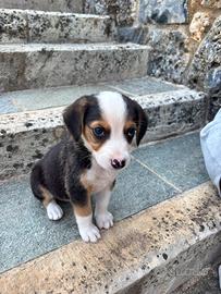 Cucciola di pastore