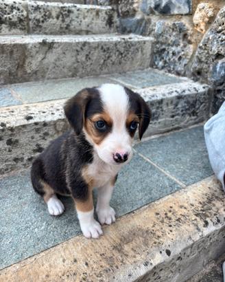 Cucciola di pastore