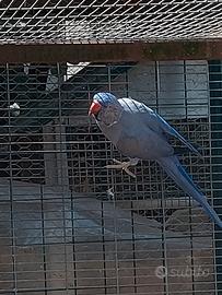 parrocchetti  dal collare 