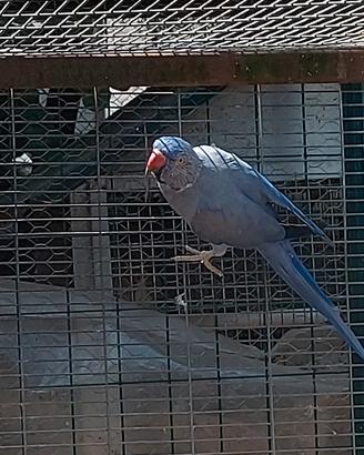 parrocchetti  dal collare 