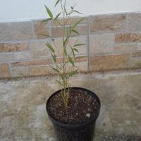 bambu bamboo phyllostachys in vaso h 50 60 cm