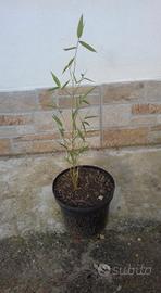 bambu bamboo phyllostachys in vaso h 50 60 cm