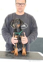 Cuccioli di Dobermann