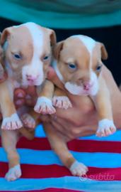 Pitbull UKC