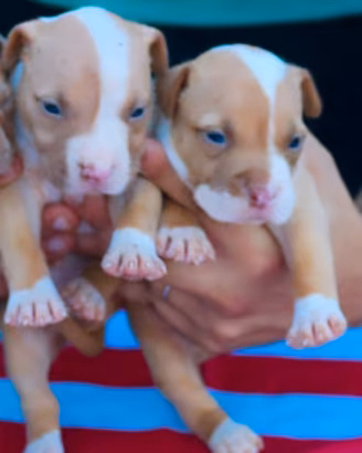 Pitbull UKC