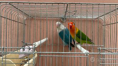 Coppia inseparabili Fischer