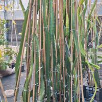 Piante Frutta Tropicale 