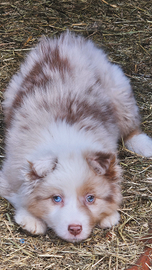 Pastore australiano cucciola pedigree