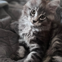 Cuccioli mainecoon