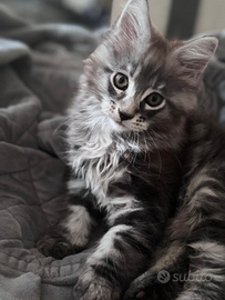 Cuccioli mainecoon