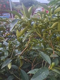 pianta