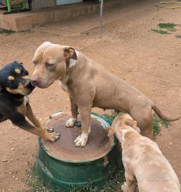 American Pitbull Terrier silver