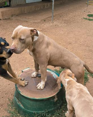 American Pitbull Terrier silver