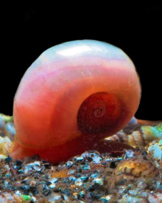 Planorbarius rosse