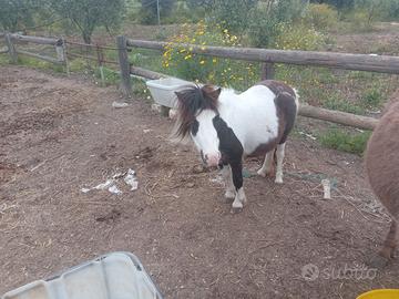 Pony e asina con documenti
