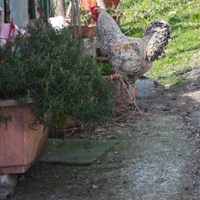 Gallo