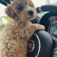 Maltipoo toy