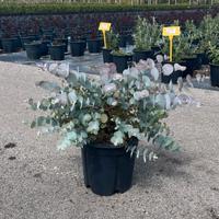 EUCALYPTUS CINEREA SILVERDOLLAR - FOTO REALI