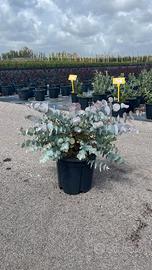 EUCALYPTUS CINEREA SILVERDOLLAR - FOTO REALI