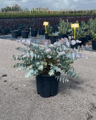 EUCALYPTUS CINEREA SILVERDOLLAR - FOTO REALI