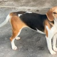 Cuccioloni per caccia al coniglio