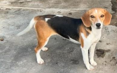 Cuccioloni per caccia al coniglio