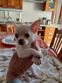 CHIHUAHUA MINI TOY MASCHIO