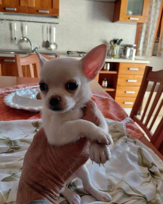 CHIHUAHUA MINI TOY MASCHIO