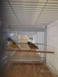 Diamanti di gould