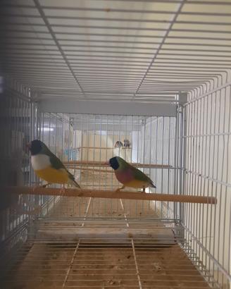 Diamanti di gould