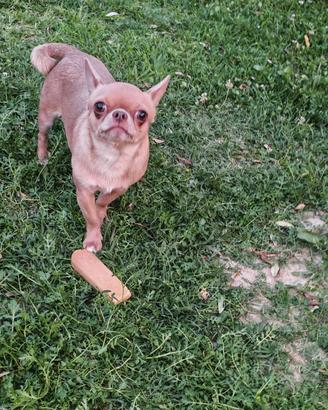 Chihuahua per monta