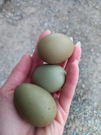 Galline olive egger (uovo guscio verde)