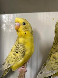 Cocorite texas split hagaromo