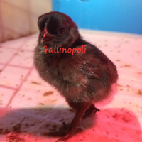 Pulcini ornamentali Cemani Cocincina nana