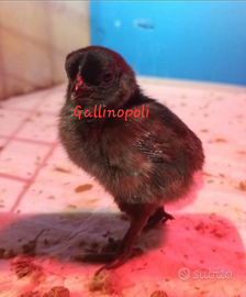 Pulcini ornamentali Cemani Cocincina nana