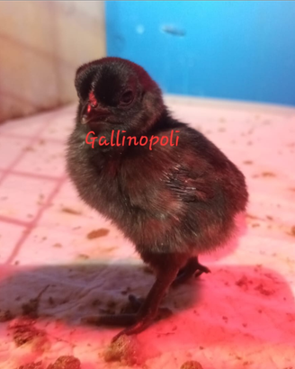 Pulcini ornamentali Cemani Cocincina nana