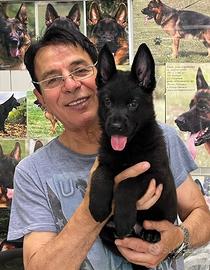 Pastore tedesco nero