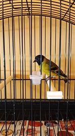 Lucherino testa nera