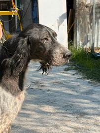 Setter Inglese Bianco Nero