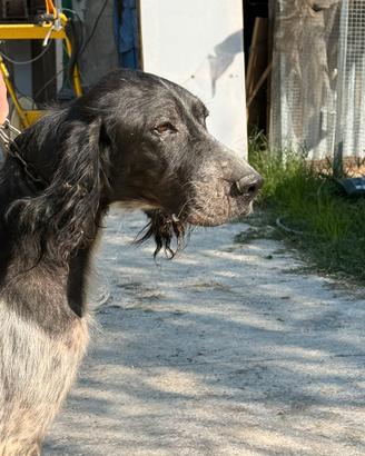 Setter Inglese Bianco Nero