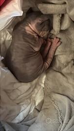 Cucciolo di Sphynx