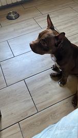 American bully